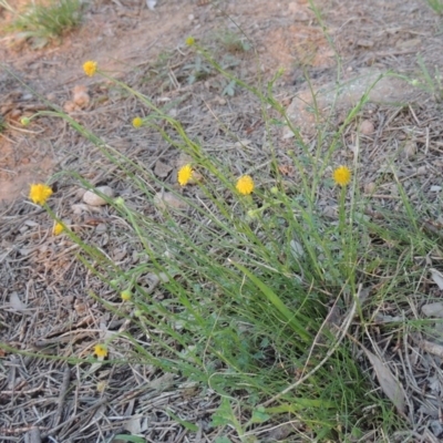 Calotis lappulacea (Yellow Burr Daisy) at Theodore, ACT - 20 Oct 2020 by MichaelBedingfield