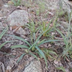 Arthropodium milleflorum (Vanilla Lily) at Theodore, ACT - 19 Oct 2020 by michaelb