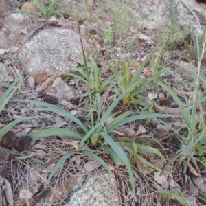 Arthropodium milleflorum at Theodore, ACT - 20 Oct 2020