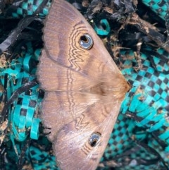 Dasypodia selenophora (Southern old lady moth) at Kambah, ACT - 22 Nov 2020 by Shazw