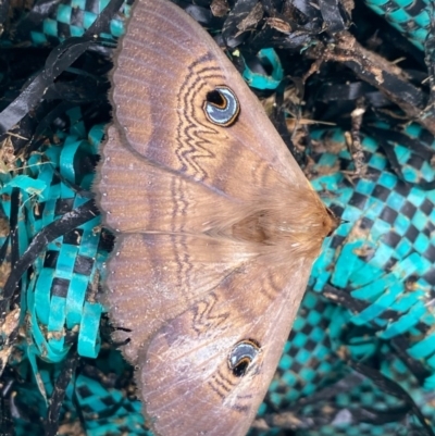 Dasypodia selenophora (Southern old lady moth) at Mount Taylor - 22 Nov 2020 by Shazw