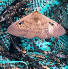 Dasypodia selenophora at Kambah, ACT - 22 Nov 2020