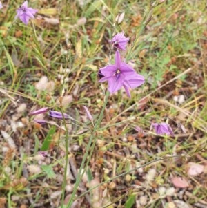 Arthropodium fimbriatum at Hughes, ACT - 23 Nov 2020 09:16 PM