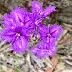 Thysanotus tuberosus subsp. tuberosus (Common Fringe-lily) at Tuggeranong DC, ACT - 21 Nov 2020 by Shazw