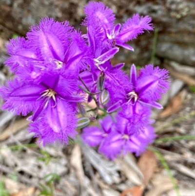 Thysanotus tuberosus subsp. tuberosus (Common Fringe-lily) at Rob Roy Range - 20 Nov 2020 by Shazw