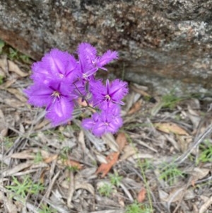 Thysanotus tuberosus subsp. tuberosus at Tuggeranong DC, ACT - 21 Nov 2020 03:44 AM