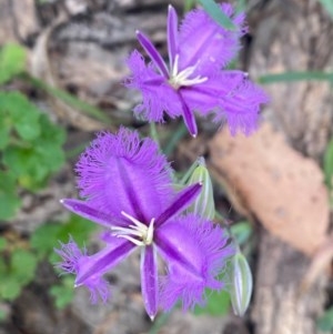 Thysanotus tuberosus subsp. tuberosus at Tuggeranong DC, ACT - 21 Nov 2020 03:44 AM