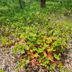 Pelargonium australe (Austral Stork's-bill) at Isaacs Ridge and Nearby - 23 Nov 2020 by Mike