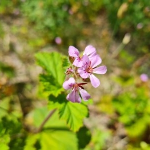 Pelargonium australe at Isaacs Ridge - 24 Nov 2020 01:42 AM