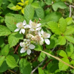 Rubus anglocandicans at Jerrabomberra, ACT - 24 Nov 2020