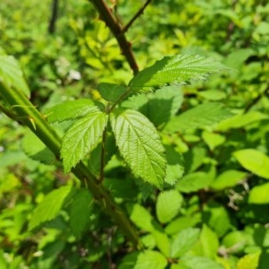 Rubus anglocandicans at Jerrabomberra, ACT - 24 Nov 2020