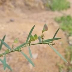 Daviesia mimosoides (Bitter Pea) at Jerrabomberra, ACT - 24 Nov 2020 by Mike