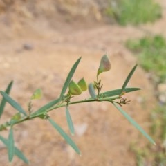 Daviesia mimosoides (Bitter Pea) at Isaacs Ridge and Nearby - 23 Nov 2020 by Mike