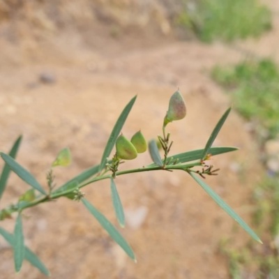 Daviesia mimosoides (Bitter Pea) at Jerrabomberra, ACT - 24 Nov 2020 by Mike