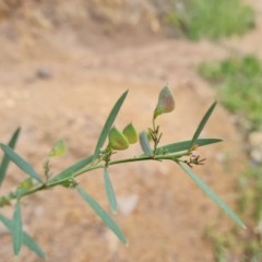 Daviesia mimosoides (Bitter Pea) at Jerrabomberra, ACT - 23 Nov 2020 by Mike
