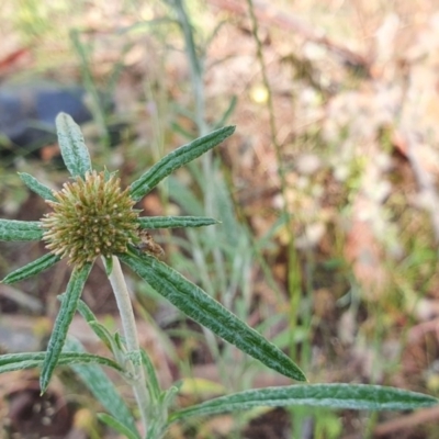 Euchiton involucratus (Star Cudweed) at Hughes, ACT - 23 Nov 2020 by TomT