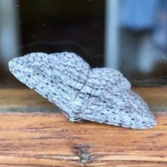 Phelotis cognata (Long-fringed Bark Moth) at Aranda, ACT - 23 Nov 2020 by KMcCue