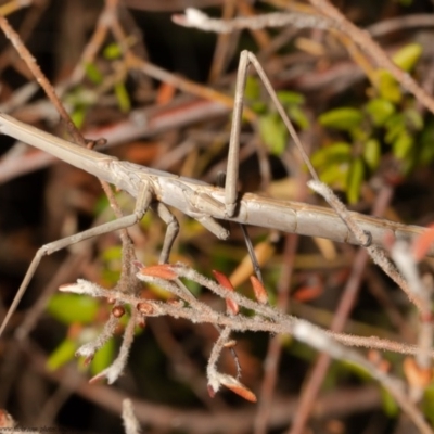 Archimantis latistyla (Stick Mantis, Large Brown Mantis) at ANBG - 23 Nov 2020 by Roger