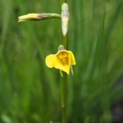 Diuris monticola (Highland Golden Moths) at Gibraltar Pines - 23 Nov 2020 by IanBurns