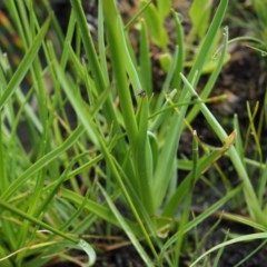 Diuris monticola at Paddys River, ACT - 24 Nov 2020