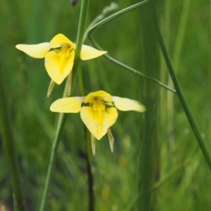 Diuris monticola at Paddys River, ACT - 24 Nov 2020