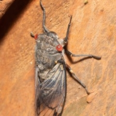 Psaltoda moerens (Redeye cicada) at Acton, ACT - 23 Nov 2020 by Roger