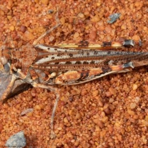 Urnisa guttulosa at Acton, ACT - 23 Nov 2020 11:10 PM