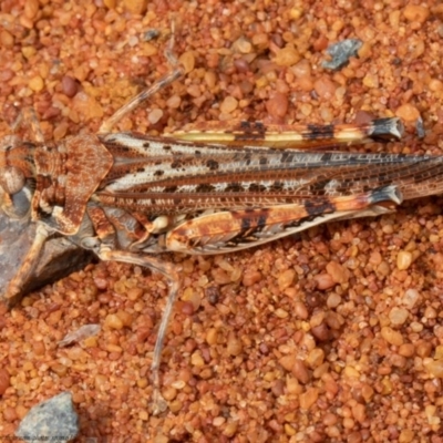 Urnisa guttulosa (Common Urnisa) at Acton, ACT - 23 Nov 2020 by Roger