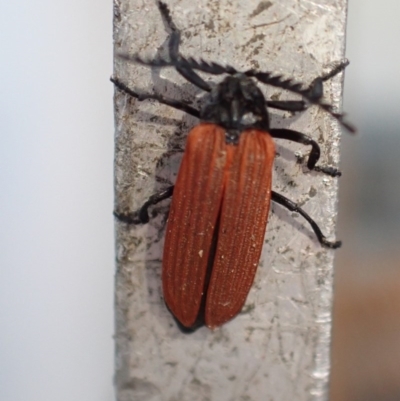 Porrostoma sp. (genus) (Lycid, Net-winged beetle) at Majura, ACT - 23 Nov 2020 by Ghostbat