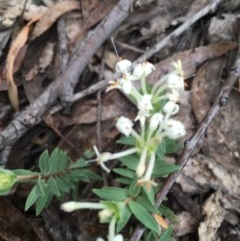 Pimelea linifolia (Slender Rice Flower) at Wee Jasper, NSW - 22 Nov 2020 by Tapirlord