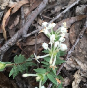 Pimelea linifolia at Wee Jasper, NSW - 22 Nov 2020