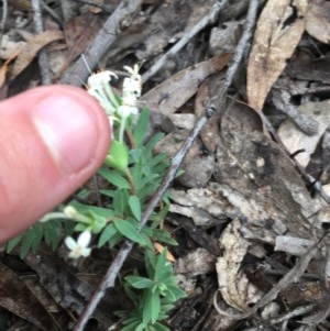 Pimelea linifolia at Wee Jasper, NSW - 22 Nov 2020