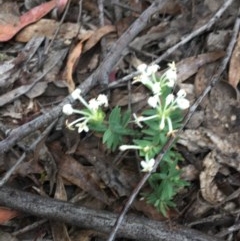 Pimelea linifolia at Wee Jasper, NSW - 22 Nov 2020