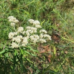 Cassinia longifolia (Shiny Cassinia, Cauliflower Bush) at Red Hill to Yarralumla Creek - 23 Nov 2020 by TomT