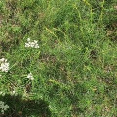 Cassinia longifolia at Hughes, ACT - 23 Nov 2020