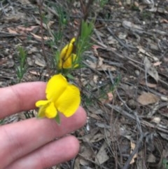 Gompholobium huegelii (Pale Wedge Pea) at Wee Jasper, NSW - 21 Nov 2020 by Tapirlord