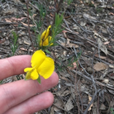 Gompholobium huegelii (pale wedge–pea) at Wee Jasper, NSW - 22 Nov 2020 by Tapirlord