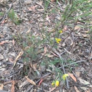 Gompholobium huegelii at Wee Jasper, NSW - 22 Nov 2020