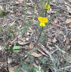 Gompholobium huegelii at Wee Jasper, NSW - suppressed