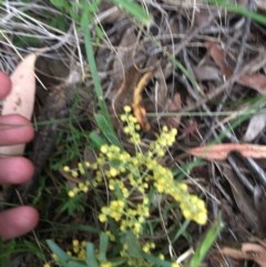 Lomandra filiformis (Wattle Mat-rush) at Wee Jasper, NSW - 22 Nov 2020 by Tapirlord