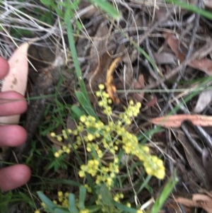 Lomandra filiformis at Wee Jasper, NSW - 22 Nov 2020