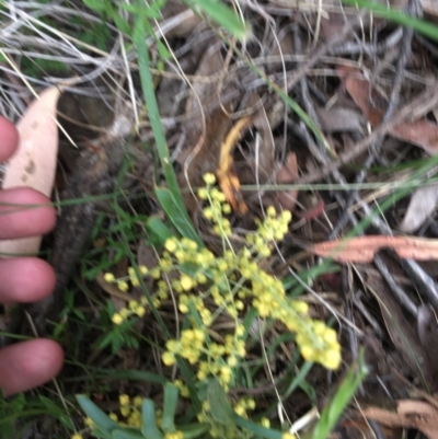 Lomandra filiformis (Wattle Mat-rush) at Wee Jasper, NSW - 22 Nov 2020 by Tapirlord