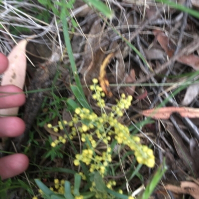 Lomandra filiformis (Wattle Mat-rush) at Wee Jasper, NSW - 21 Nov 2020 by Tapirlord