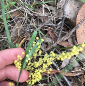 Lomandra filiformis at Wee Jasper, NSW - 22 Nov 2020