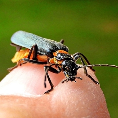 Chauliognathus lugubris (Plague Soldier Beetle) at Crookwell, NSW - 23 Nov 2020 by Milly