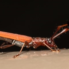 Tropis rubea (A longhorn beetle) at Acton, ACT - 23 Nov 2020 by Roger