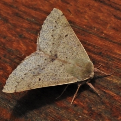 Arhodia lasiocamparia (Pink Arhodia (Oenochrominae)) at Paddys River, ACT - 23 Nov 2020 by JohnBundock