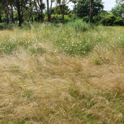 Austrostipa scabra (Corkscrew Grass, Slender Speargrass) at Hughes Grassy Woodland - 23 Nov 2020 by TomT