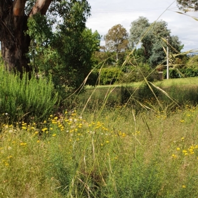 Austrostipa bigeniculata (Kneed Speargrass) at Red Hill to Yarralumla Creek - 23 Nov 2020 by TomT