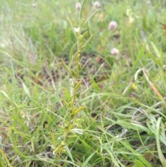 Thesium australe (Austral Toadflax) at Hereford Hall, NSW - 22 Nov 2020 by Greggy